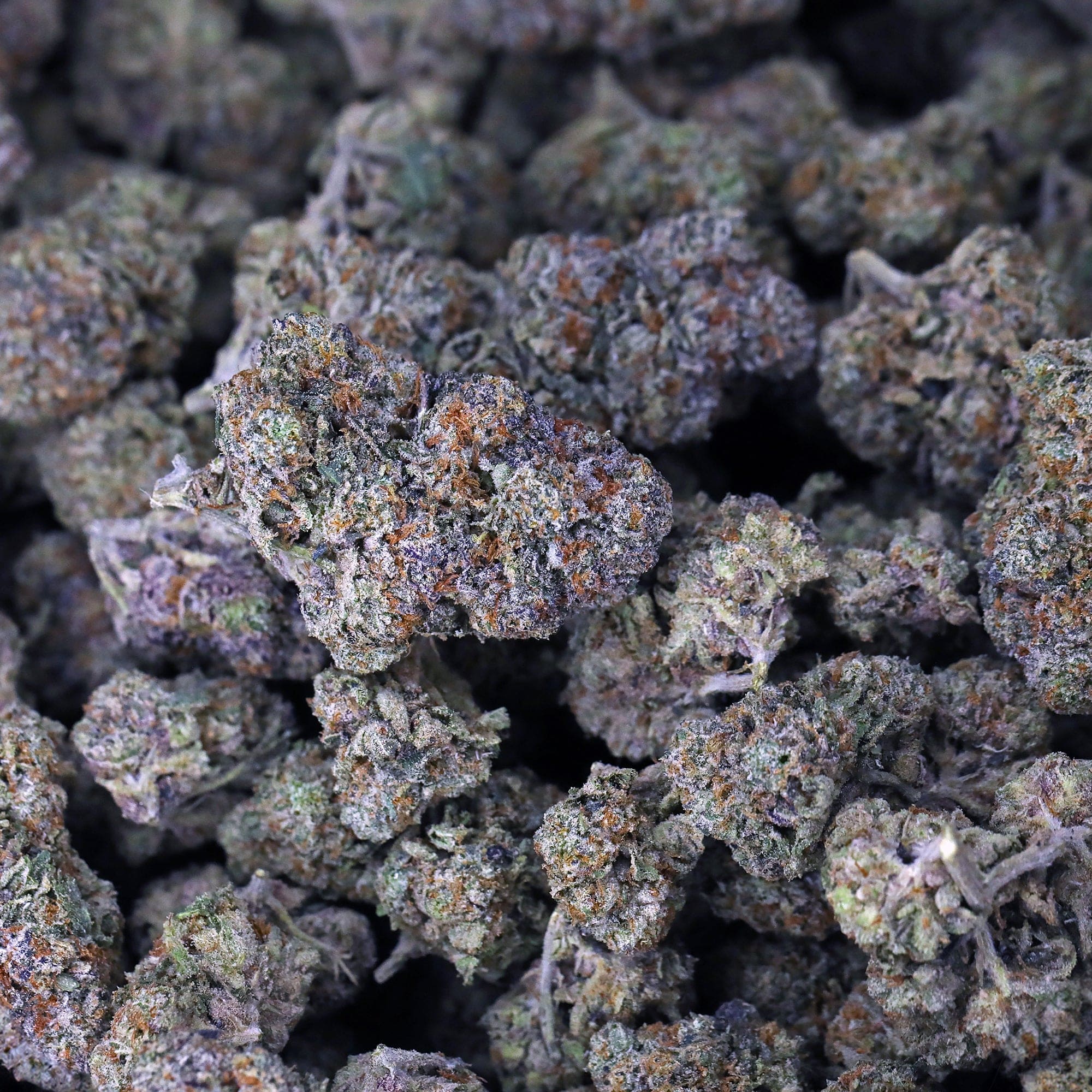 Bacio Gelato 41 THCa Flower *Exotic* - Image 2
